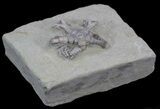 Cyathocrinites Crinoid Fossil - Indiana #35039-2